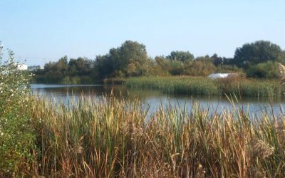 Paraje Natural Lagunas de Palos y Las Madres