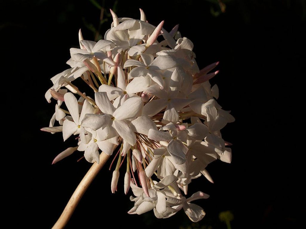 Biznaga, una flor hecha con flores típica de Málaga