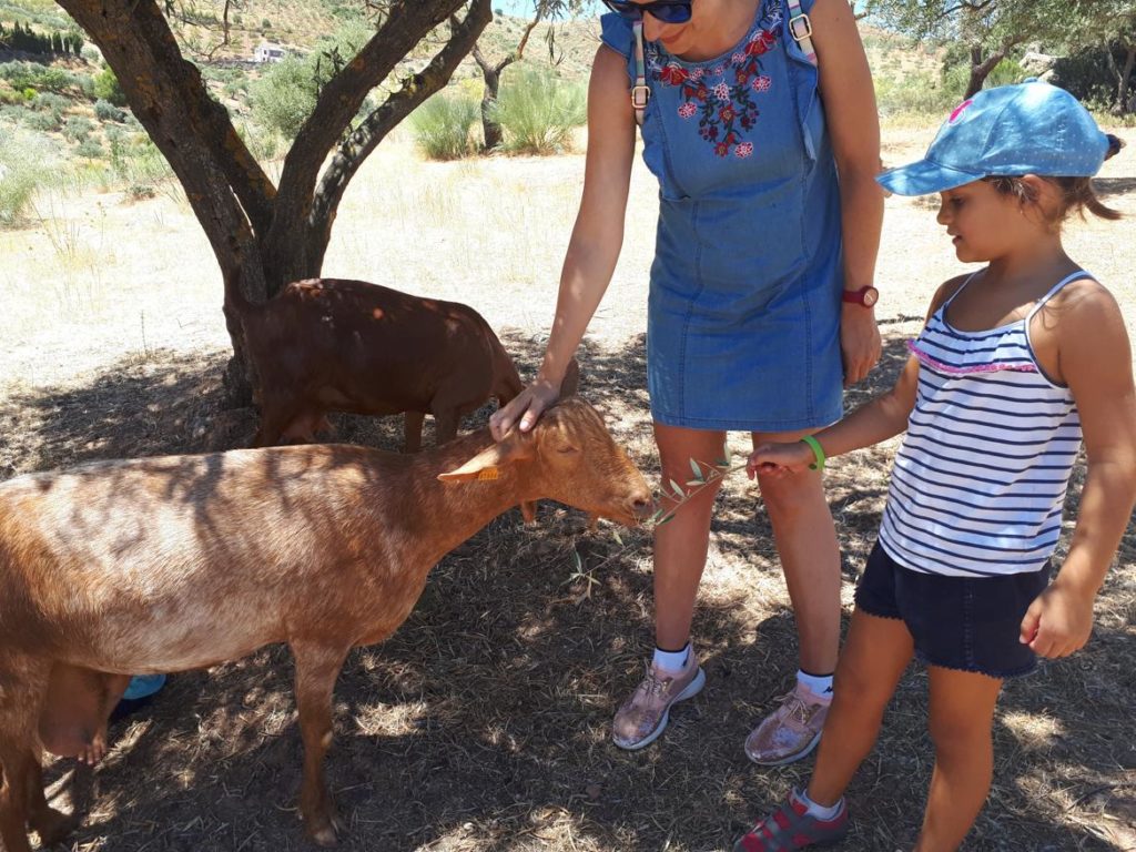 Niña acariciando a cabra en la en la Ruta de la Cabra malagueña, Casabermeja, Málaga