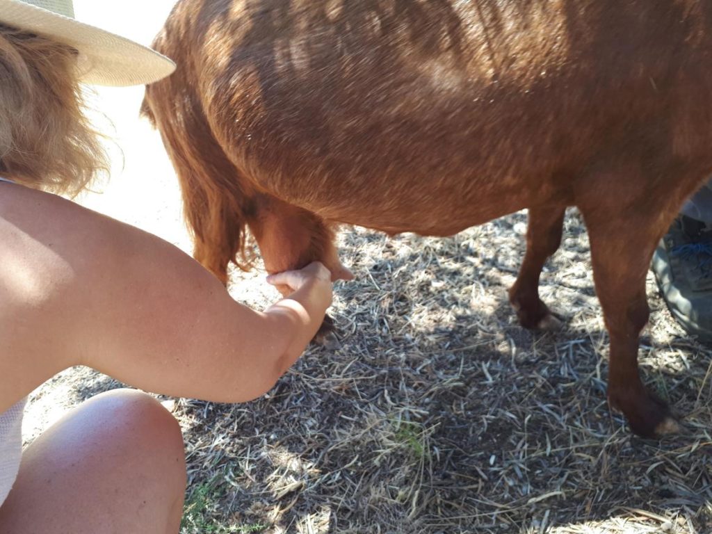 Learning to milk a goat