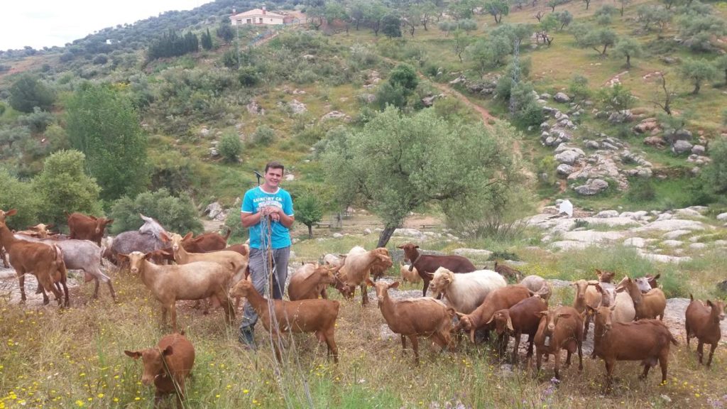 The shepherd with his goats 