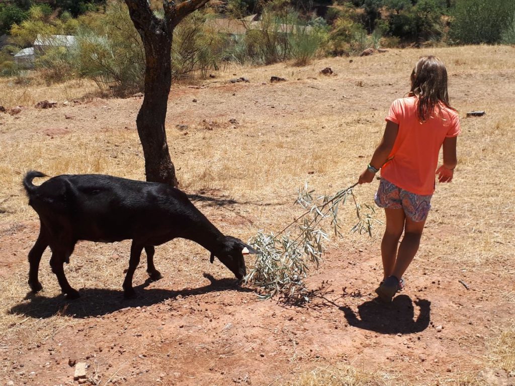 A girl grazing on the Malaga goat guided tour