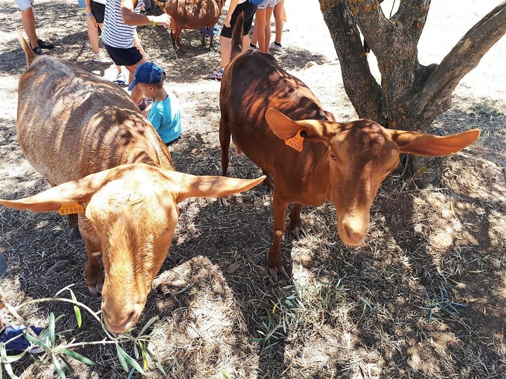 Native Malaga breed goats