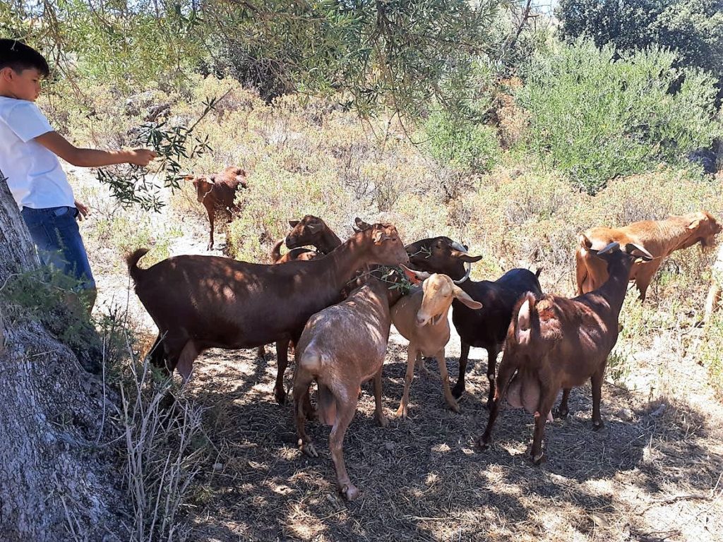 Cabras buscando la sombra en la ruta de la cabra en Casabermeja, Málaga