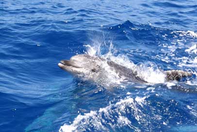 Paseo en catamaran Familysol Torre del Mar Málaga