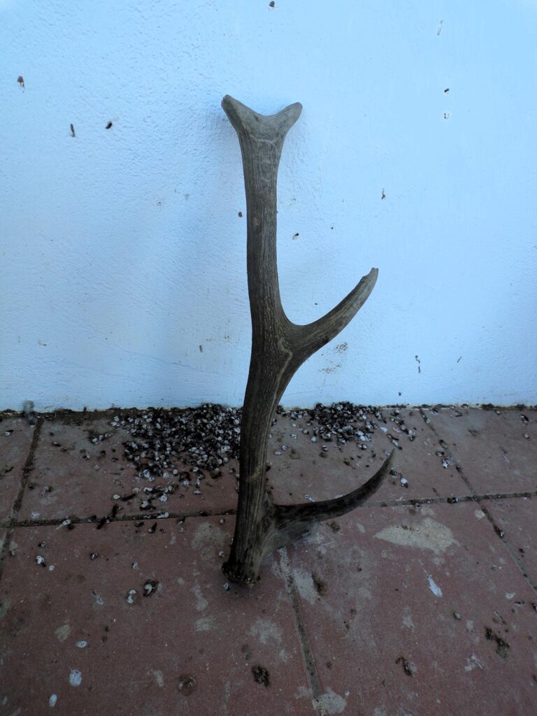 Berrea del Ciervo en Andalucía